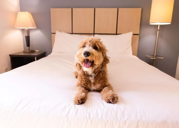 Sonesta Simply Chicago Hotel 3*